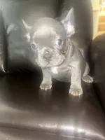 Blueberry , a male French Bulldog for sale in Indianapolis, IN – 3 of 3