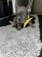 Smurf, a male French Bulldog for sale in Indianapolis, IN – 2 of 4