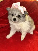 Tori, a female Pomeranian for sale in Indianapolis, IN – 1 of 2