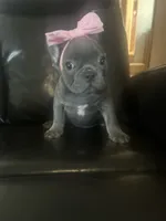 Blueberry , a male French Bulldog for sale in Indianapolis, IN – 2 of 3