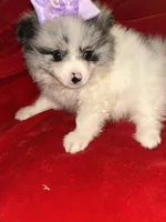 Tiffany, a female Pomeranian for sale in Indianapolis, IN – 3 of 3