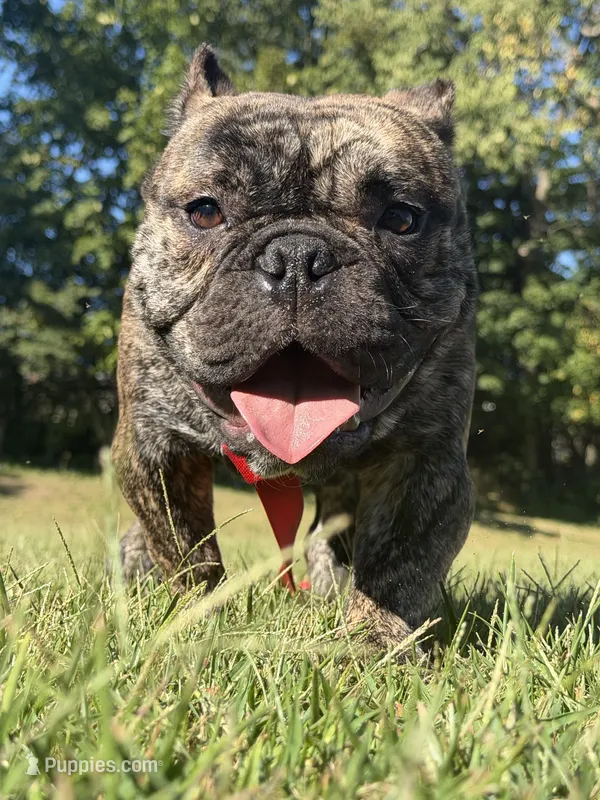 Micro bully  – American Bully puppy for sale in Indianapolis, IN