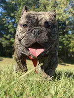 Micro bully , a male American Bully for sale in Indianapolis, IN – 1 of 2