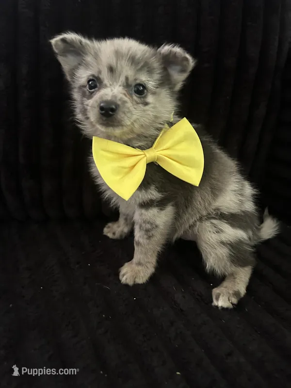 Pomo – Pomeranian puppy for sale in Indianapolis, IN
