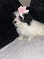 Pam, a female Pomapoo for sale in Indianapolis, IN – Photo 1 of 3