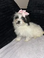 Pam, a female Pomapoo for sale in Indianapolis, IN – Photo 3 of 3