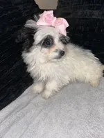 Pam, a female Pomapoo for sale in Indianapolis, IN – Photo 2 of 3