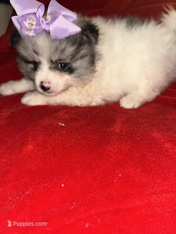 Tiffany – Pomeranian puppy for sale in Indianapolis, IN