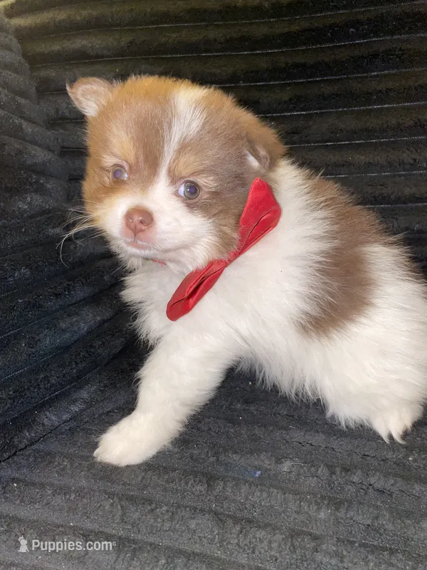 Paul, a male Pomeranian for sale in Indianapolis, IN – 1 of 2