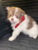 Paul, a male Pomeranian for sale in Indianapolis, IN – 1 of 2