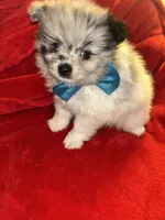 Tanner, a male Pomeranian for sale in Indianapolis, IN – 2 of 3