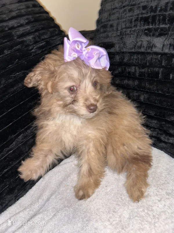 Chocolate merle, a female Pomapoo for sale in Indianapolis, IN – Photo 1 of 3