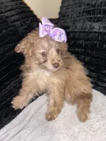 Chocolate merle, a female Pomapoo for sale in Indianapolis, IN – Photo 1 of 3