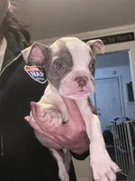 Carmella , a female American Bully for sale in Indianapolis, IN – Photo 2 of 2