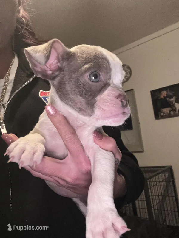 Carmella , a female American Bully for sale in Indianapolis, IN – Photo 1 of 2