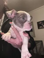 Carmella , a female American Bully for sale in Indianapolis, IN – Photo 1 of 2