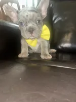Benny, a male French Bulldog for sale in Indianapolis, IN – 1 of 2