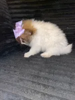 Princess, a female Pomeranian for sale in Indianapolis, IN – 3 of 3