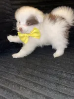 Prince, a male Pomeranian for sale in Indianapolis, IN – 2 of 3