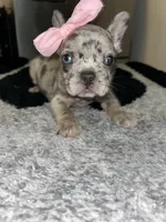 Merlina, a female French Bulldog for sale in Indianapolis, IN – 3 of 4