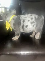 Mannie, a male French Bulldog for sale in Indianapolis, IN – 2 of 3