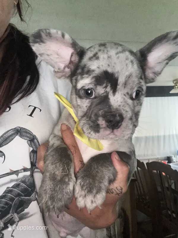 Michael – French Bulldog puppy for sale in Indianapolis, IN