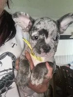 Michael, a male French Bulldog for sale in Indianapolis, IN – 1 of 4