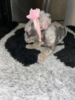 Merlina, a female French Bulldog for sale in Indianapolis, IN – 4 of 4