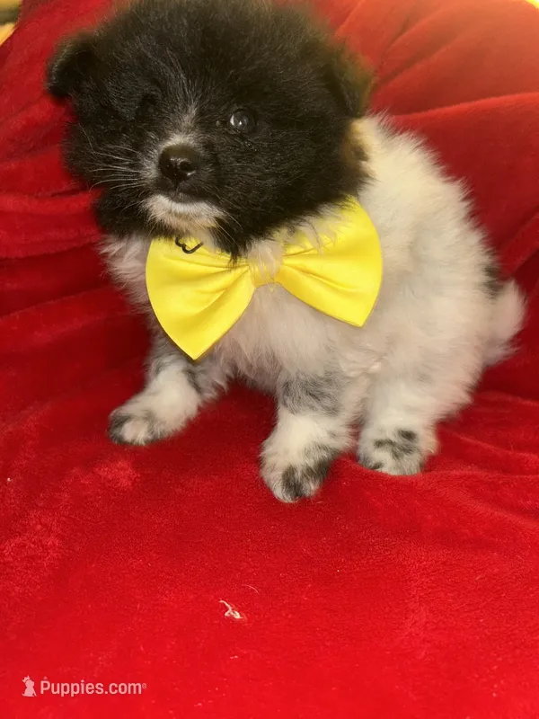 Tommy – Pomeranian puppy for sale in Indianapolis, IN