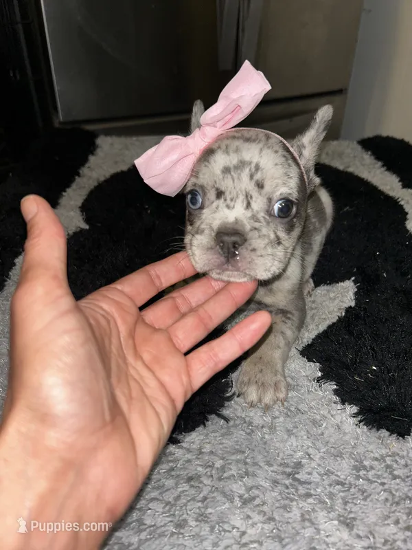 Merlina – French Bulldog puppy for sale in Indianapolis, IN