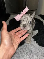Merlina, a female French Bulldog for sale in Indianapolis, IN – 1 of 4