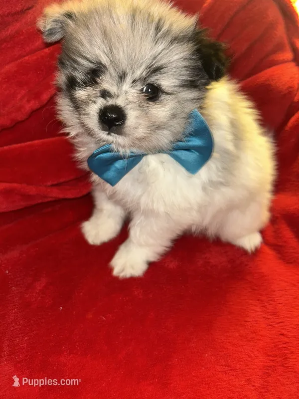 Tanner – Pomeranian puppy for sale in Indianapolis, IN