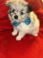 Tanner, a male Pomeranian for sale in Indianapolis, IN – 1 of 3