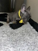 Smurf, a male French Bulldog for sale in Indianapolis, IN – 4 of 4