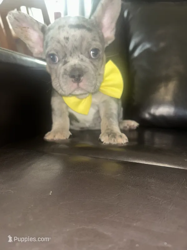 Mannie – French Bulldog puppy for sale in Indianapolis, IN