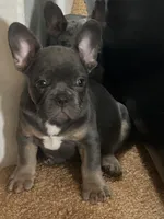 Mello, a male French Bulldog for sale in Indianapolis, IN – 4 of 4