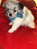 Tanner, a male Pomeranian for sale in Indianapolis, IN – 3 of 3