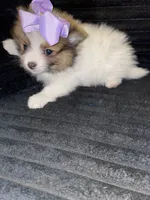 Princess, a female Pomeranian for sale in Indianapolis, IN – 2 of 3