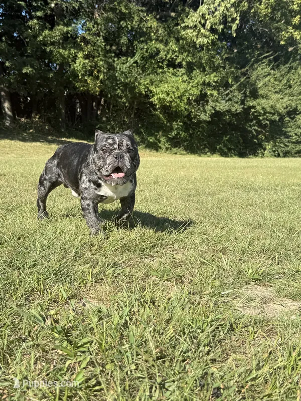 Micro bully  – American Bully puppy for sale in Indianapolis, IN