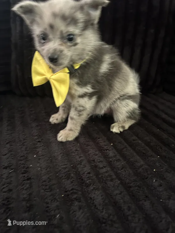 Pommy – Pomeranian puppy for sale in Indianapolis, IN