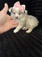 Poms, a female Pomeranian for sale in Indianapolis, IN – 2 of 2