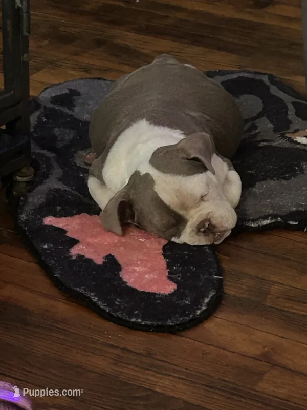 Little Boy (micro size )  – American Bully puppy for sale in Indianapolis, IN