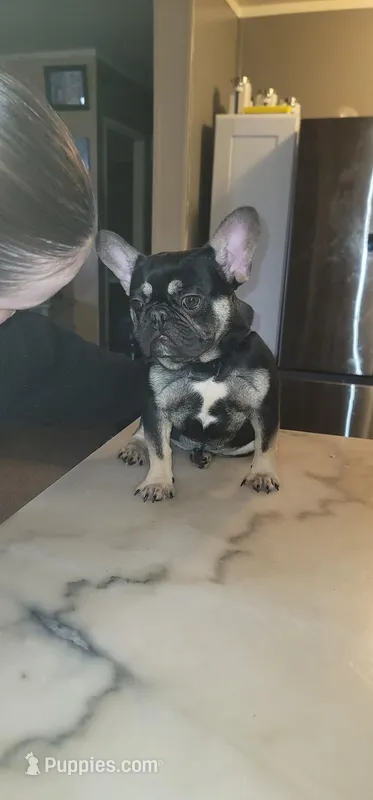 Reggie, a male French Bulldog for sale in Indianapolis, IN – Photo 1 of 1