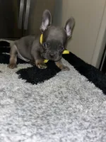 Smurf, a male French Bulldog for sale in Indianapolis, IN – 3 of 4