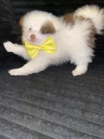 Prince, a male Pomeranian for sale in Indianapolis, IN – 1 of 3