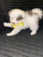 Prince, a male Pomeranian for sale in Indianapolis, IN – 3 of 3