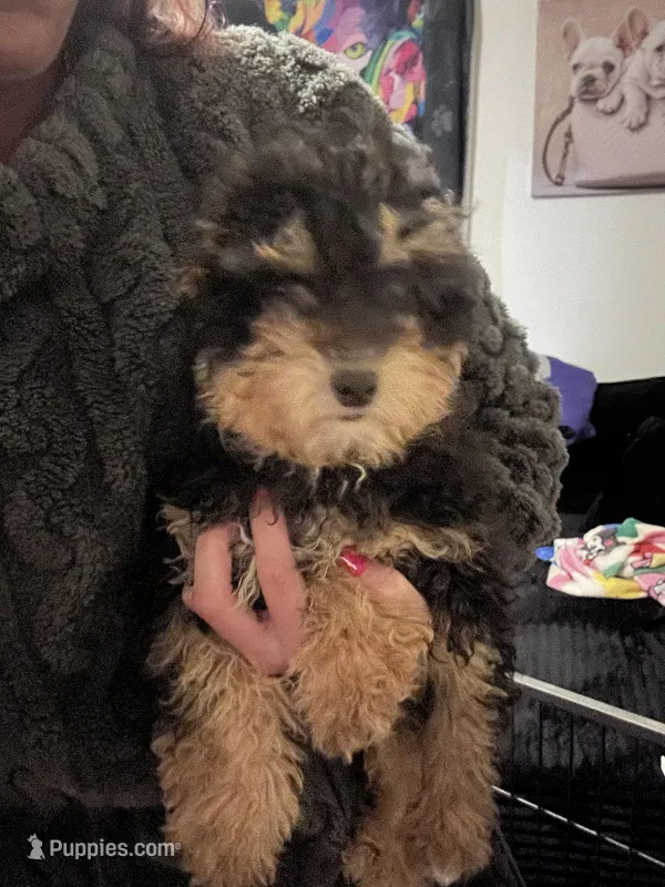 Princess  – Poodle - Toy  puppy for sale in Indianapolis, IN