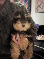 Princess , a female Poodle - Toy  for sale in Indianapolis, IN – Photo 1 of 2