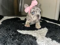Merlina, a female French Bulldog for sale in Indianapolis, IN – 2 of 4