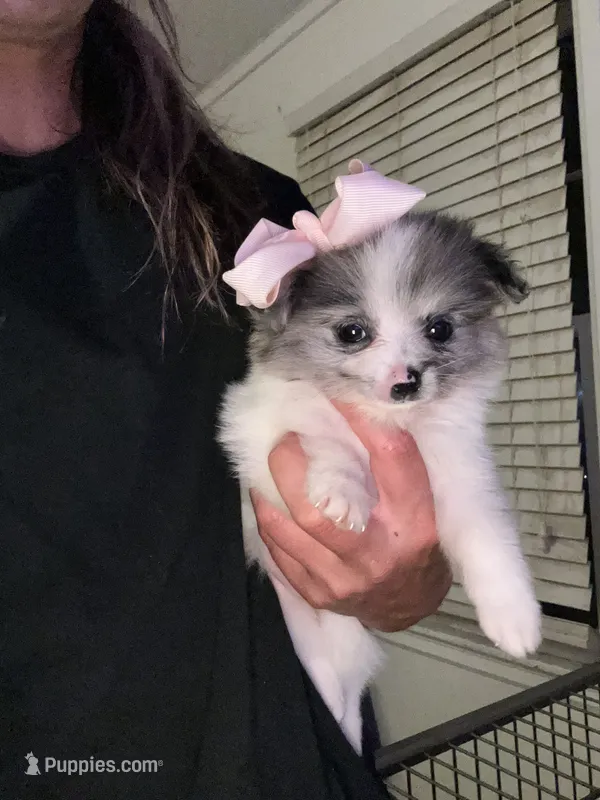 Poma – Pomeranian puppy for sale in Indianapolis, IN